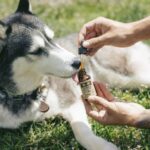 The Benefits of Pet CBD Products