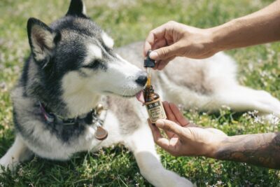 The Benefits of Pet CBD Products