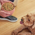 Homemade Recipes For Your Canine