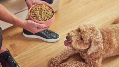 Homemade Recipes For Your Canine